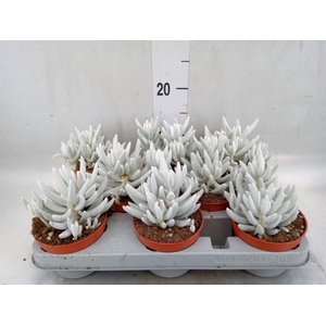 Senecio   ...