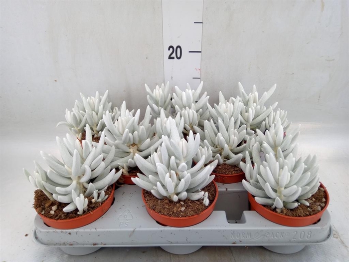 <h4>Senecio   ...</h4>