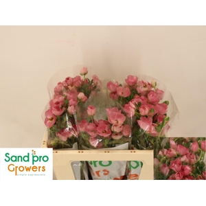 RAN CO MAG STRAWBERR