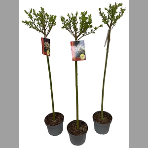 SALIX IN HAKURO NISH