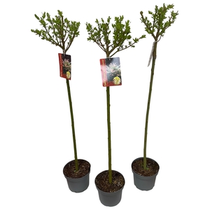 SALIX IN HAKURO NISH