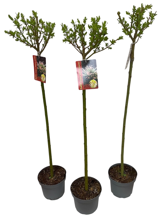 <h4>SALIX IN HAKURO NISH</h4>