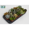 Succulenten Mix