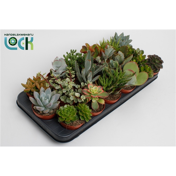 <h4>Succulenten Mix</h4>