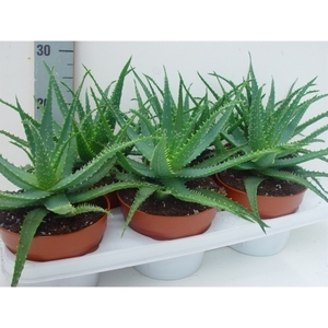 Aloe arborescens 15