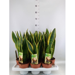 Sansevieria trifa. 'Laurentii'