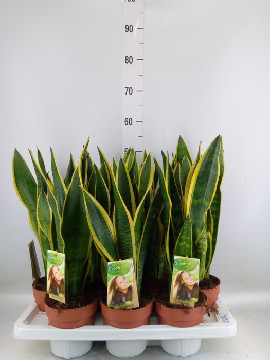 <h4>Sansevieria trifa. 'Laurentii'</h4>