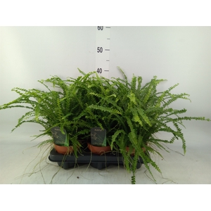 Nephrolepis cord. 'Duffii'
