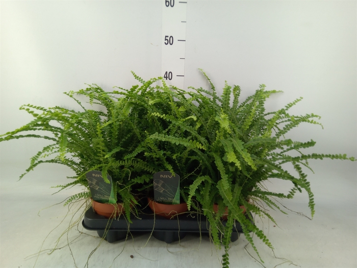 <h4>Nephrolepis cord. 'Duffii'</h4>