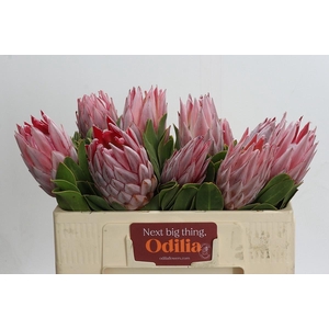 PROTEA CYNAROIDES