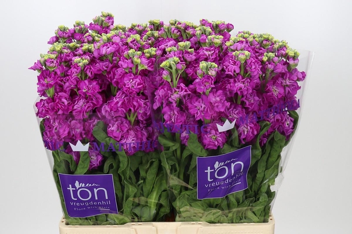 <h4>Matthiola incana StoX Deep Rose</h4>