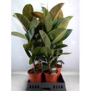 Ficus elastica 'Robusta'