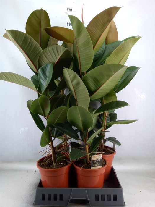 <h4>Ficus elastica 'Robusta'</h4>