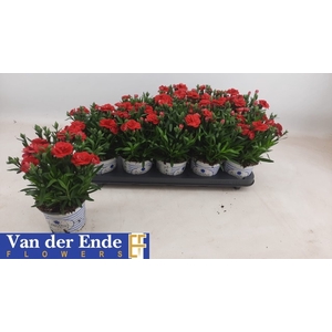 DIAN OSC RED