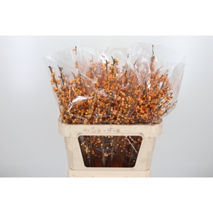 Ilex Golden Verboom