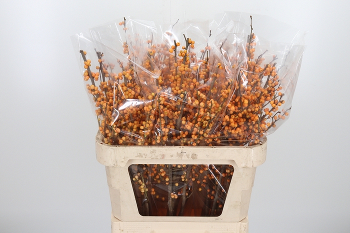 <h4>Ilex Golden Verboom</h4>