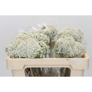 Ozothamnus Booming White