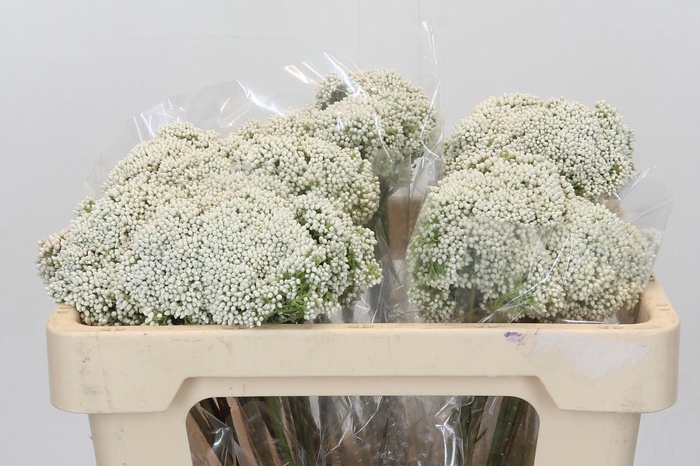 Ozothamnus Booming White