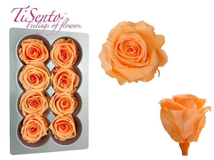 <h4>ARR ROSA POT H%</h4>