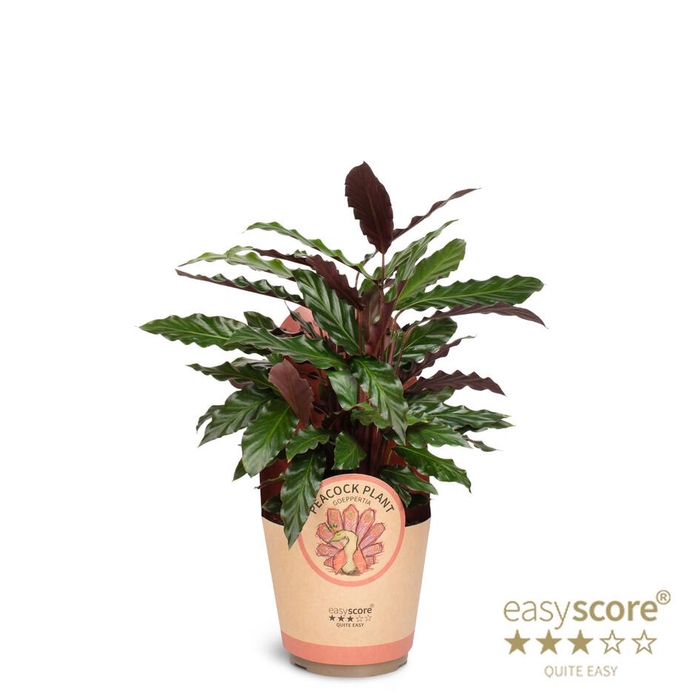 <h4>CALATHEA RUFIBARBA</h4>