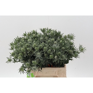 Eryn Sirius Qstar 40cm