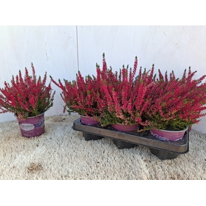 CALLU BL SABINE