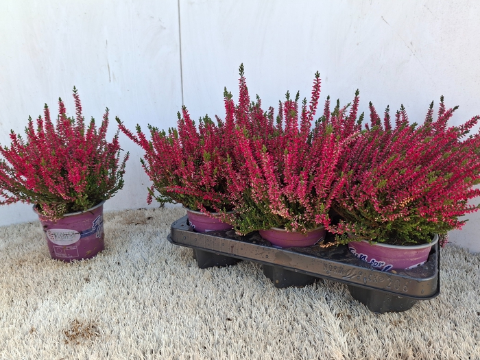 CALLU BL SABINE