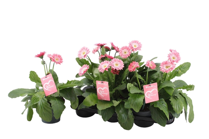 <h4>Gerbera  'Garvinea Sweet Memories'</h4>