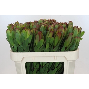 Leucadendron Goldstrike