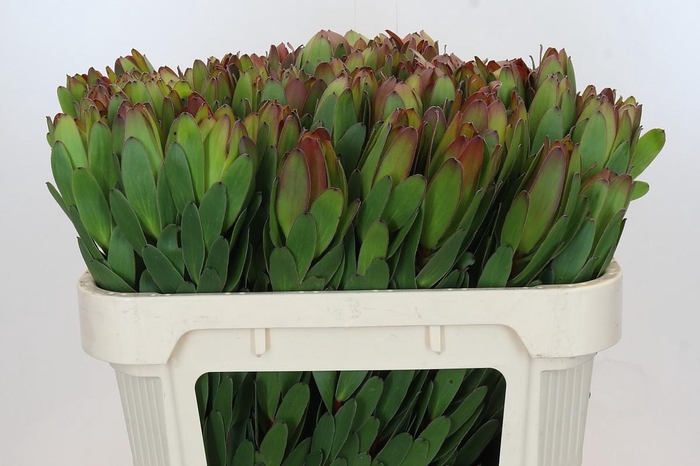 <h4>Leucadendron Goldstrike</h4>