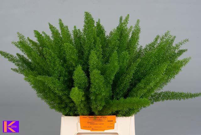 <h4>ASP DENS MYERS</h4>