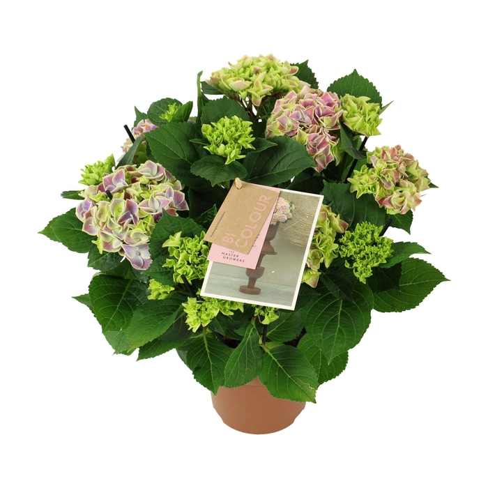<h4>Hydrangea bicolor blue 5/6 flowers</h4>