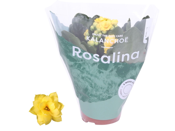 <h4>Kalanchoe Rosalina Don Amarillo</h4>
