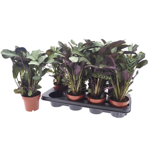 CTENANTHE AMAGRIS