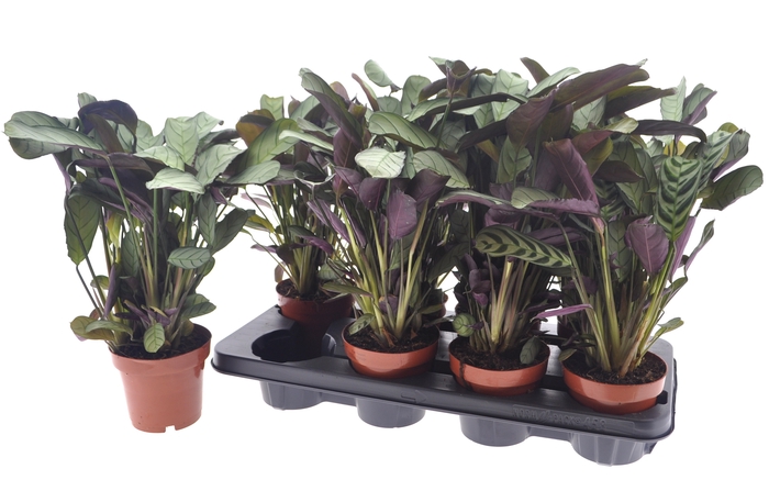 <h4>CTENANTHE AMAGRIS</h4>