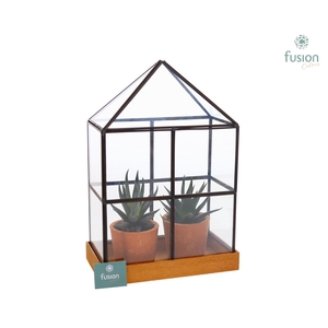 Glas Huisje met metaal met Haworthia