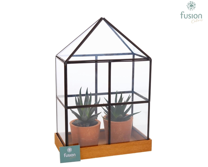 <h4>Glas Huisje met metaal met Haworthia</h4>