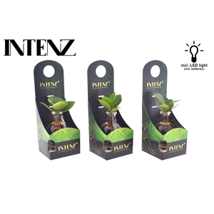 Clusia rosea Princess