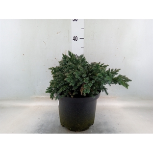 Juniperus squamata 'Blue Star'