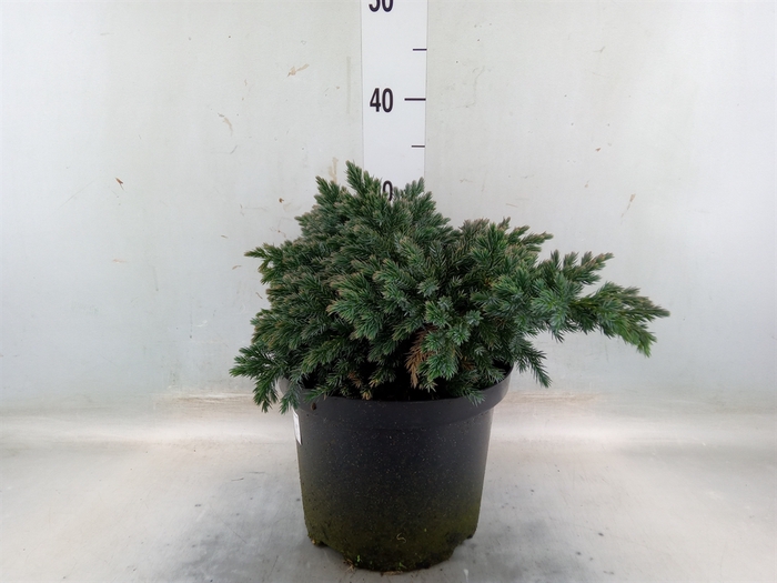 <h4>Juniperus squamata 'Blue Star'</h4>