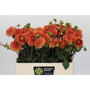 Dahlia Orange Fox