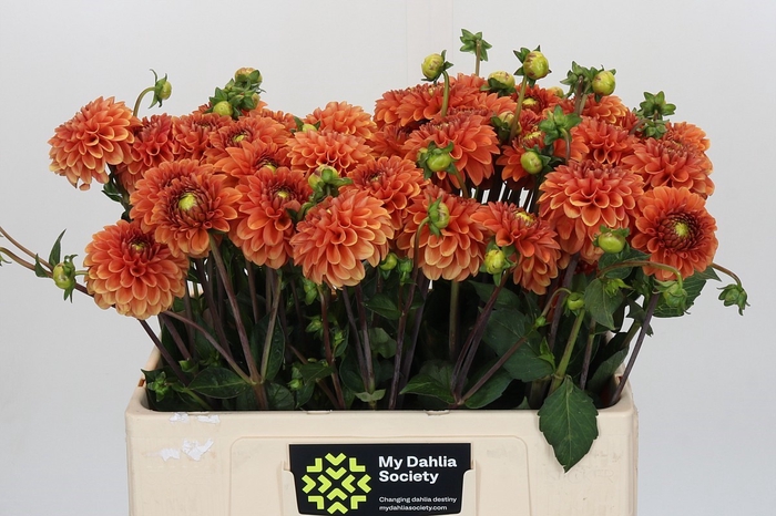 <h4>Dahlia Orange Fox</h4>