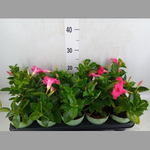 Mandevilla am. 'Sundav'  ...mix