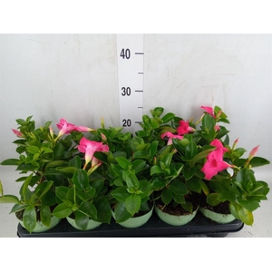 Mandevilla am. 'Sundav'  ...mix