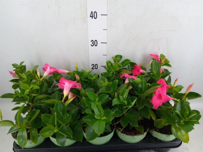 <h4>Mandevilla am. 'Sundav'  ...mix</h4>