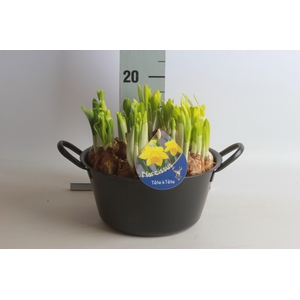 arr4 Narcis RN - Ker. Popping perfection