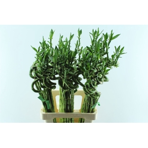 Drac S Lucky Bamboo 90cm