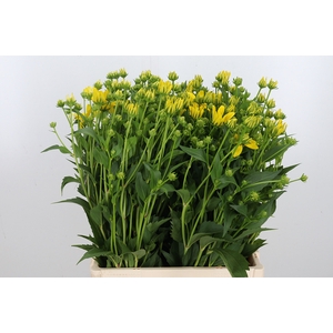 Rudbeckia Nitida