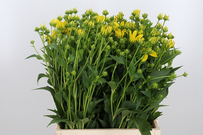 <h4>Rudbeckia Nitida</h4>