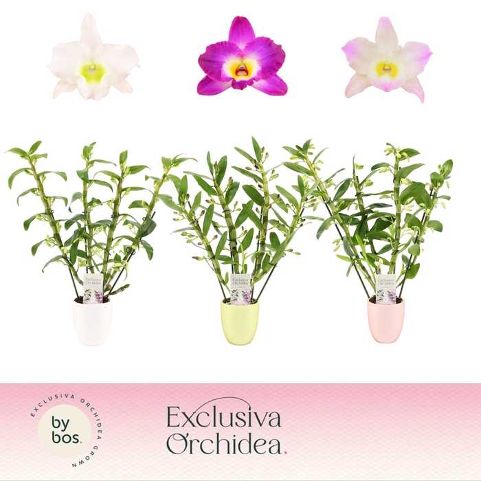 <h4>Dendrobium Nobilé, Mix 4-spike in Lotte 'Exclusiva Orchidea'</h4>